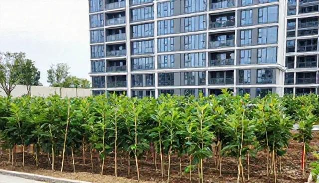 经济林木苗适用条件与限制分析